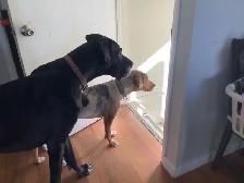 Long term and short term, pet sitting - Photo 9