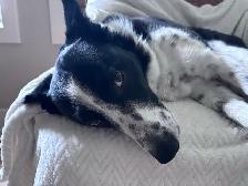 Long term and short term, pet sitting - Photo 10
