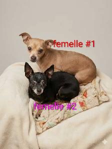,❤️ chihuahua adultes ❤️