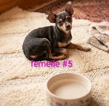 ,❤️ chihuahua adultes ❤️ - Photo 2