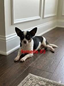 ,❤️ chihuahua adultes ❤️ - Photo 3