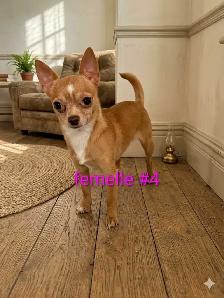 ,❤️ chihuahua adultes ❤️ - Photo 4