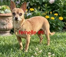,❤️ chihuahua adultes ❤️ - Photo 5