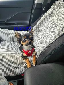 ,❤️ chihuahua adultes ❤️ - Photo 6