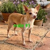 ,❤️ chihuahua adultes ❤️ - Photo 7