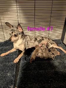 ,❤️ chihuahua adultes ❤️ - Photo 8