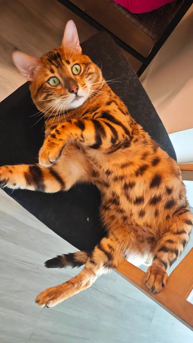 bengal cat looking for rehoming