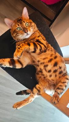 bengal cat looking for rehoming