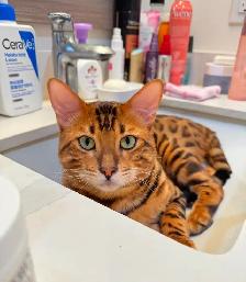 bengal cat looking for rehoming - Photo 2