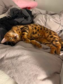 bengal cat looking for rehoming - Photo 3