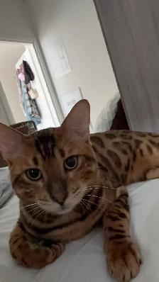 bengal cat looking for rehoming - Photo 4