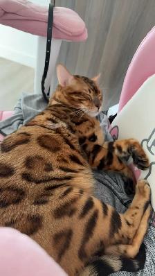 bengal cat looking for rehoming - Photo 5