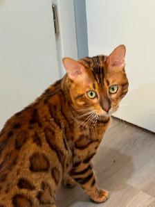 bengal cat looking for rehoming - Photo 6