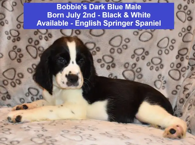 English Springer Spaniel Puppies-Show(Bench) Trial Springers