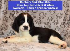 English Springer Spaniel Puppies-Show(Bench) Trial Springers