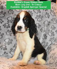 English Springer Spaniel Puppies-Show(Bench) Trial Springers - Photo 2