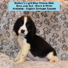 English Springer Spaniel Puppies-Show(Bench) Trial Springers - Photo 3