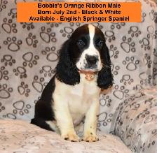 English Springer Spaniel Puppies-Show(Bench) Trial Springers - Photo 4