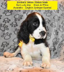 English Springer Spaniel Puppies-Show(Bench) Trial Springers - Photo 5