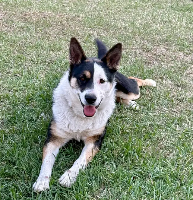 Dog for Rehoming
