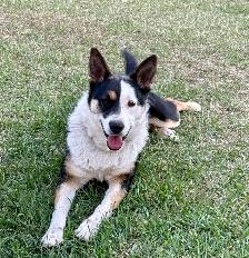 Dog for Rehoming
