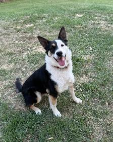 Dog for Rehoming - Photo 2
