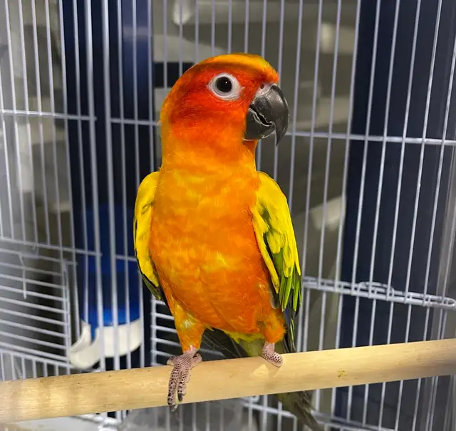 Sun conure male.