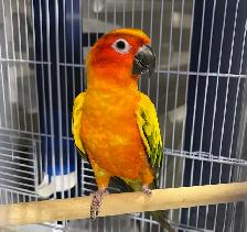 Sun conure male.