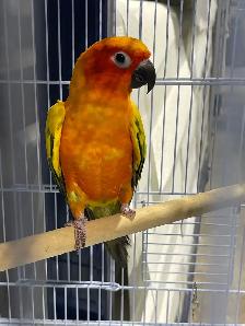 Sun conure male. - Photo 2