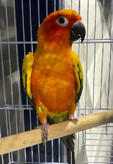 Sun conure male. - Photo 3