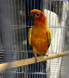Sun conure male. - Photo 4