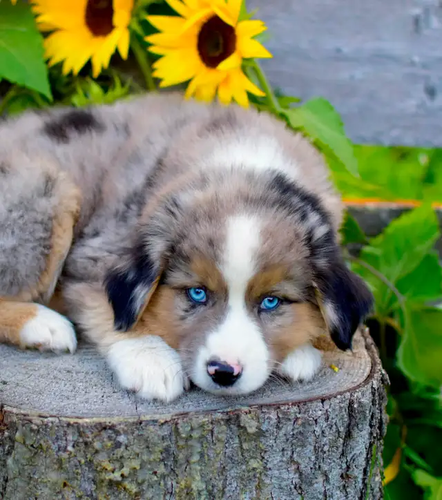 Miniature Aussie Pups
