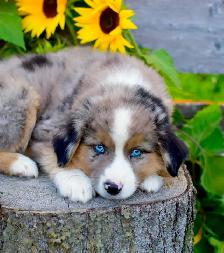Miniature Aussie Pups