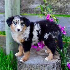 Miniature Aussie Pups - Photo 2