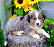 Miniature Aussie Pups - Photo 3