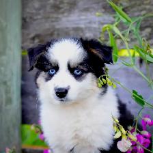 Miniature Aussie Pups - Photo 4