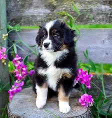 Miniature Aussie Pups - Photo 5