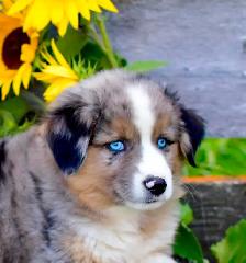 Miniature Aussie Pups - Photo 6