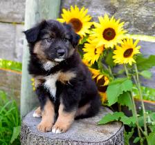 Miniature Aussie Pups - Photo 7