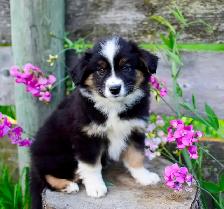 Miniature Aussie Pups - Photo 8