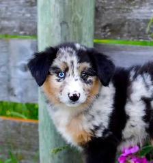 Miniature Aussie Pups - Photo 9