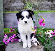 Miniature Aussie Pups - Photo 10