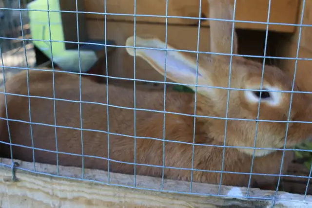lapine adulte NZ ROUGE