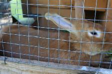 lapine adulte NZ ROUGE