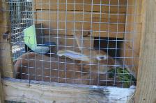 lapine adulte NZ ROUGE - Photo 2