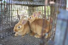 lapine adulte NZ ROUGE - Photo 3