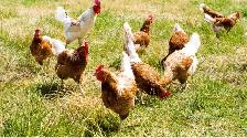 BAGGED GRAIN FEED BLENDS