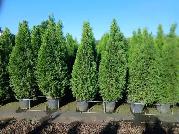 Emerald Cedar Trees - Potted $25.00 6 - 7 feet