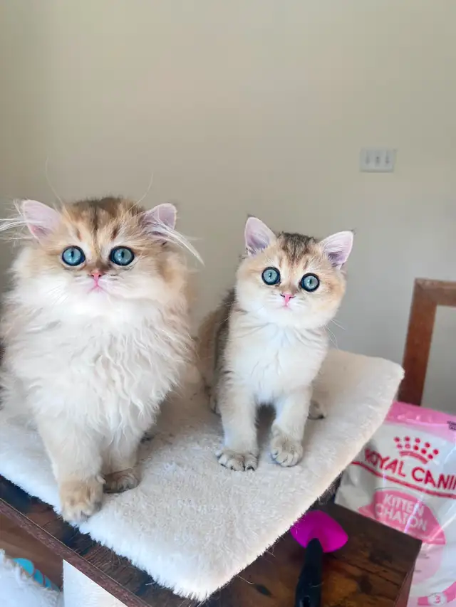 Golden British brother and sister kittens