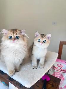 Golden British brother and sister kittens